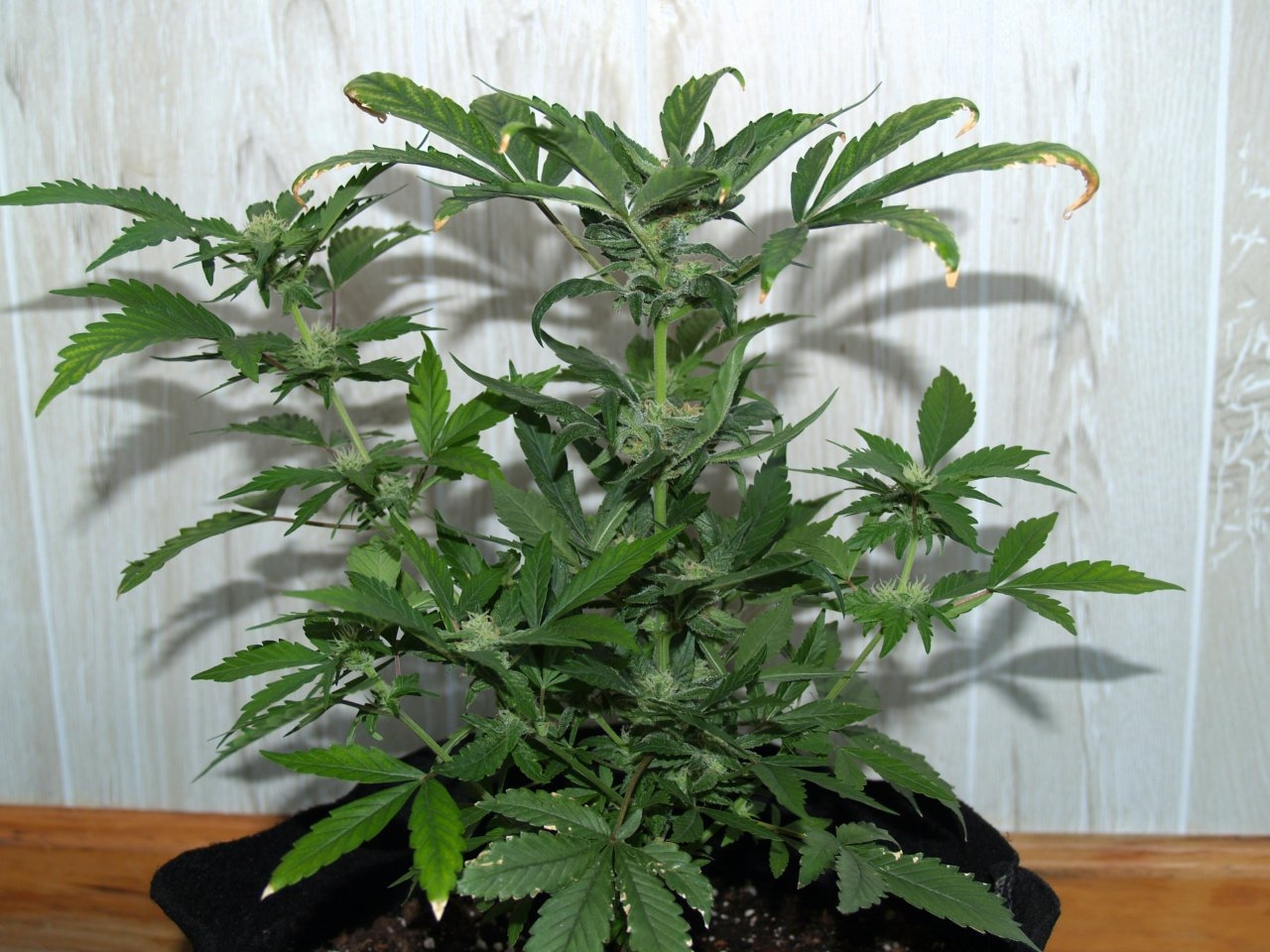 Plant_1_Day80.JPG