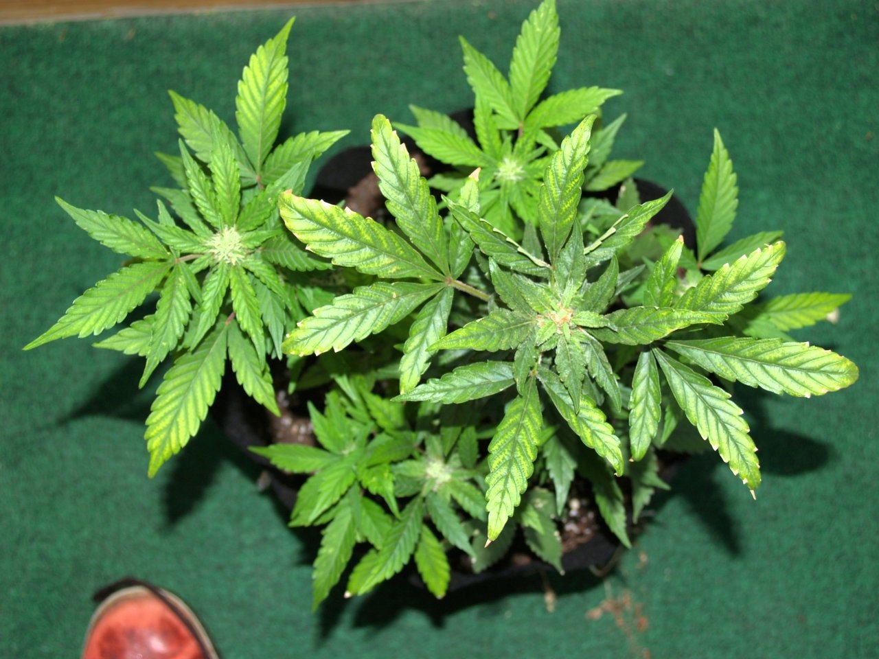 Plant_1_Day80_TopView.JPG