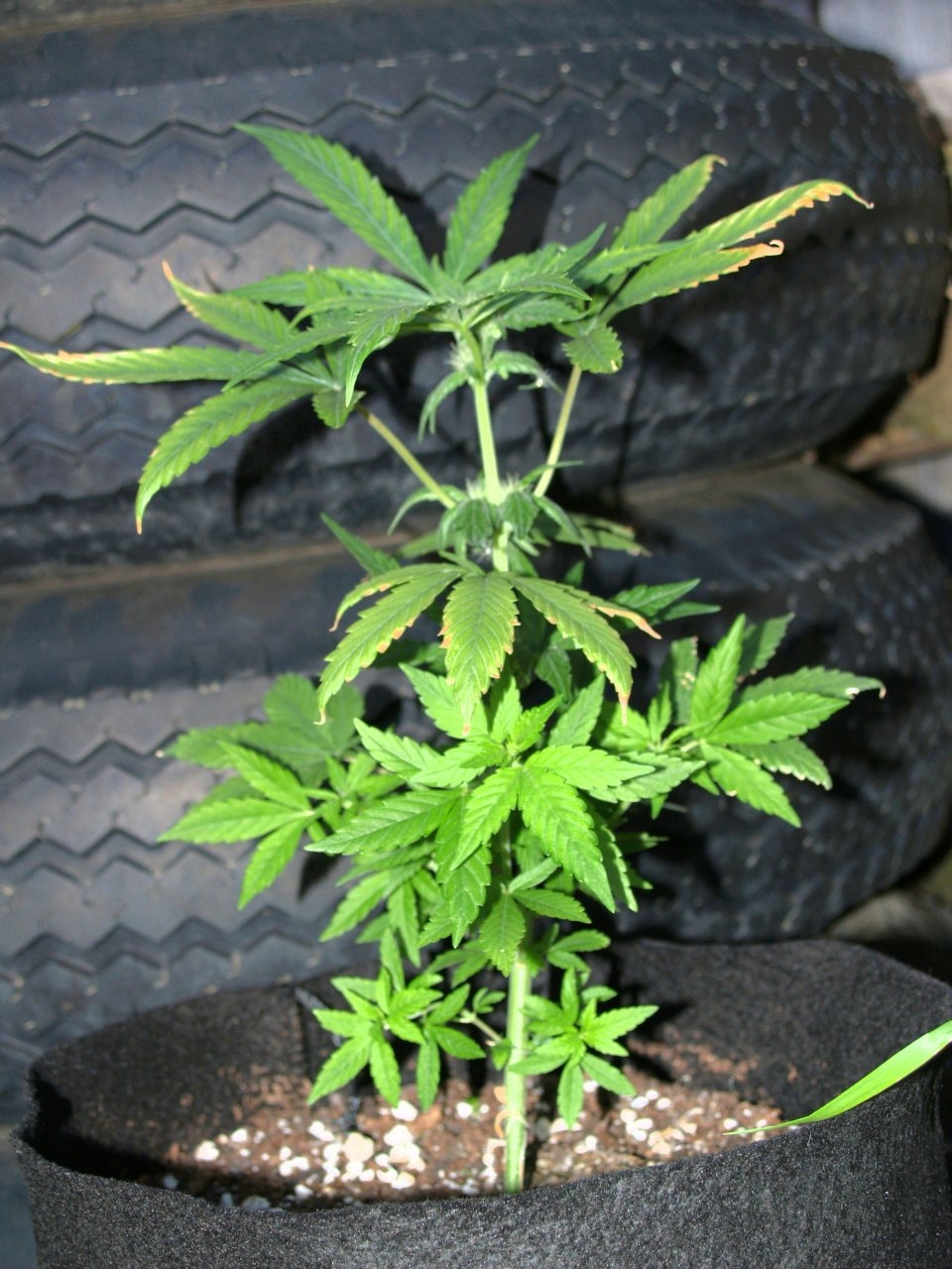 Plant_1_Day_62.JPG