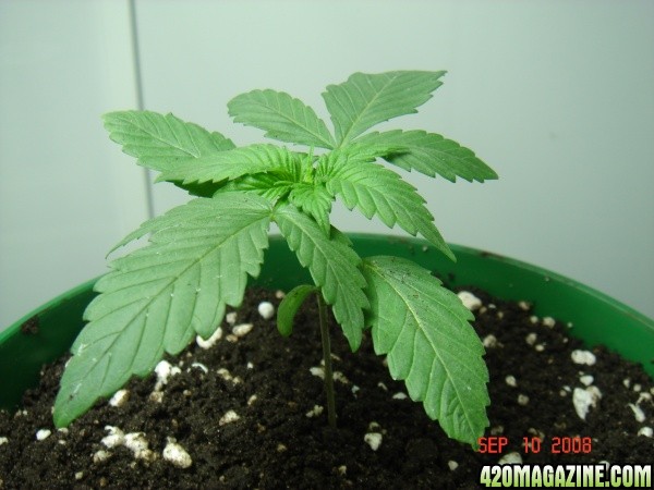 Plant_1_Transplanted