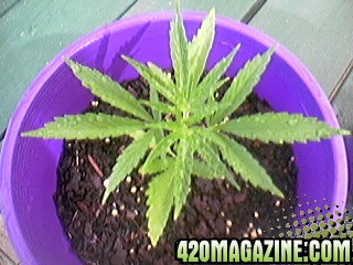 plant_2