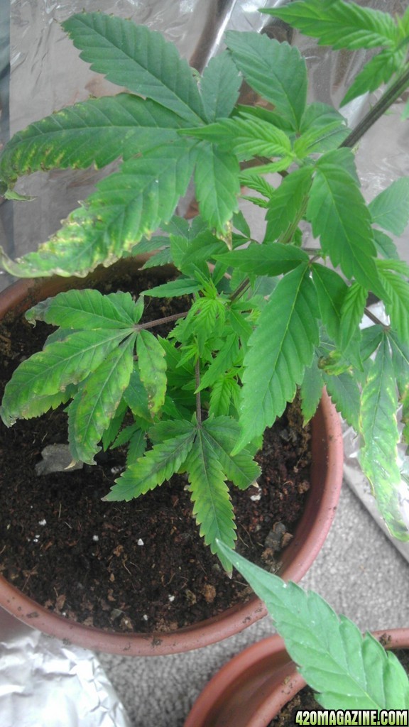 plant_2_2