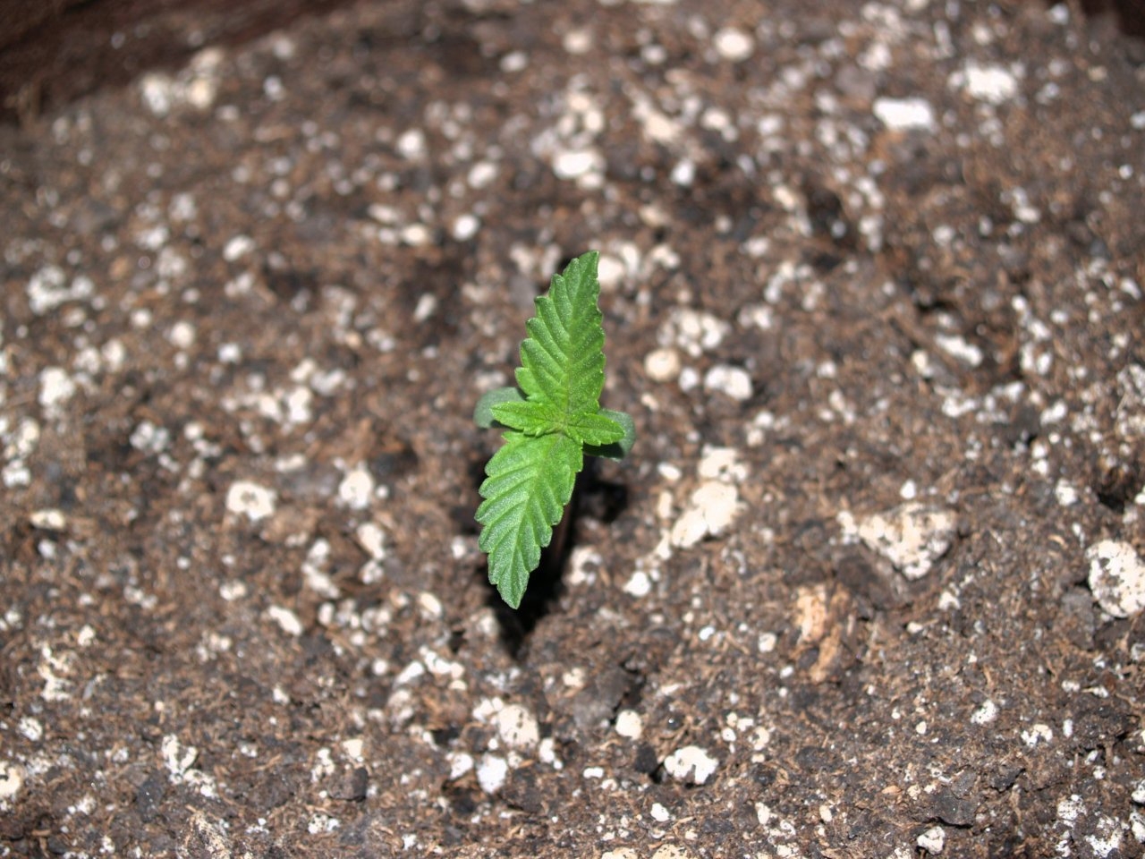 Plant_3_6_Days_After_Emergence.JPG