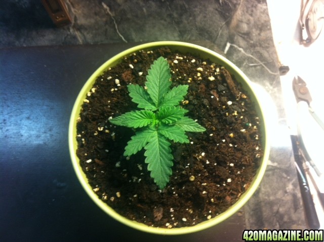 plant_3_6_days_old