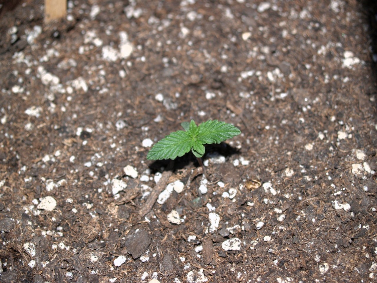 Plant_4_6_Days_After_Emergence.JPG