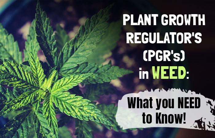 Plant_Growth_Regulator_s-min.jpg