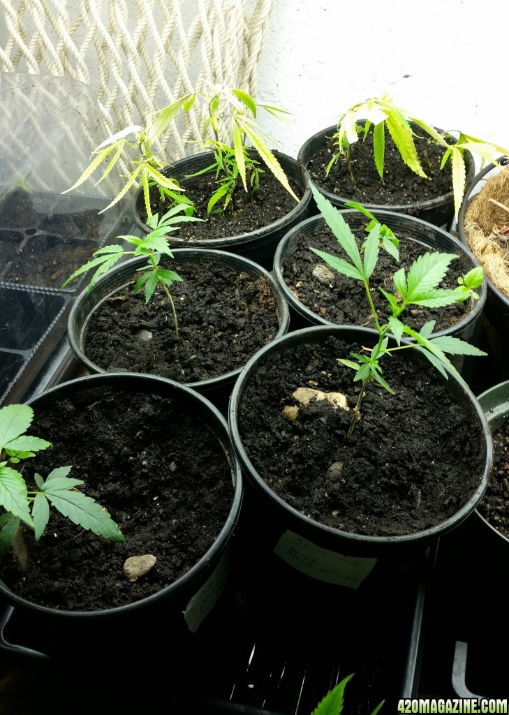 planting clones