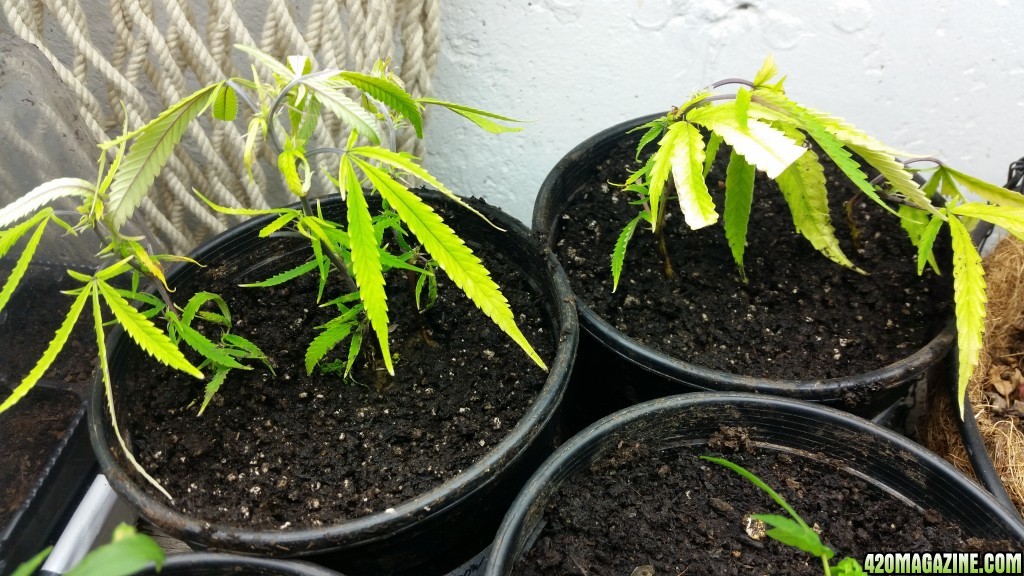 planting clones