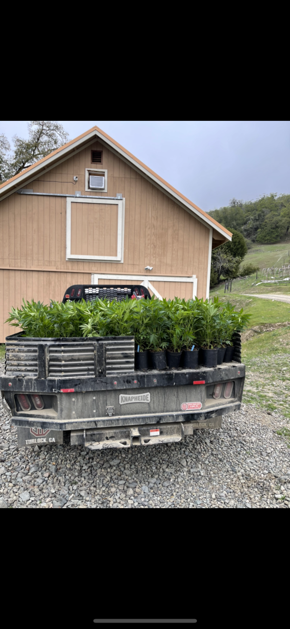 Planting the greenhouse