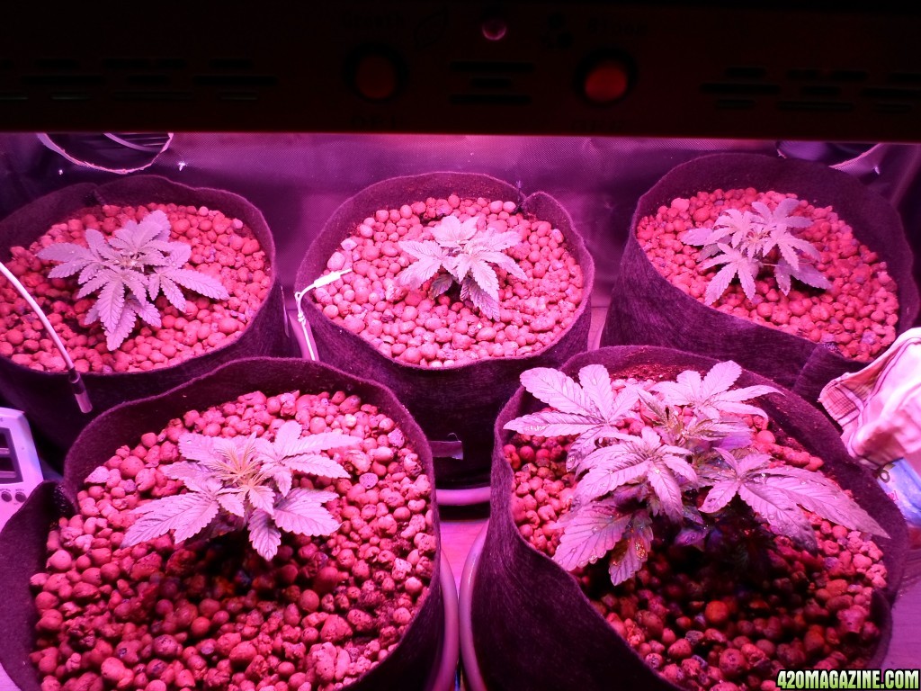 plants 2weeks