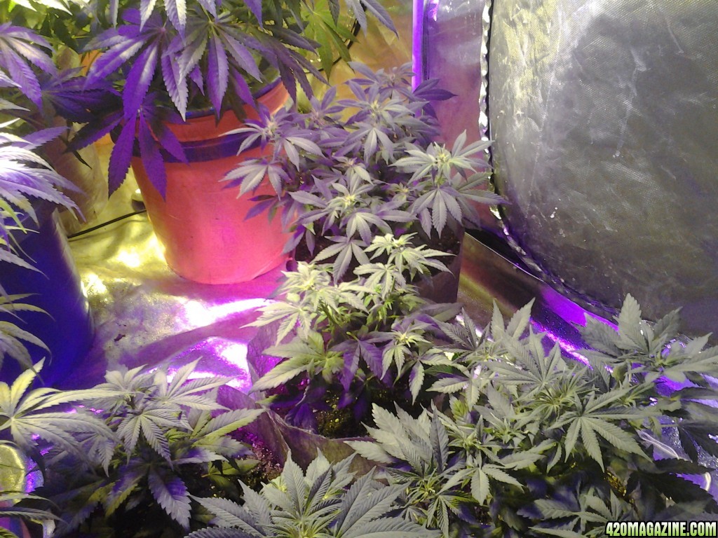 Plants  5 days in flower