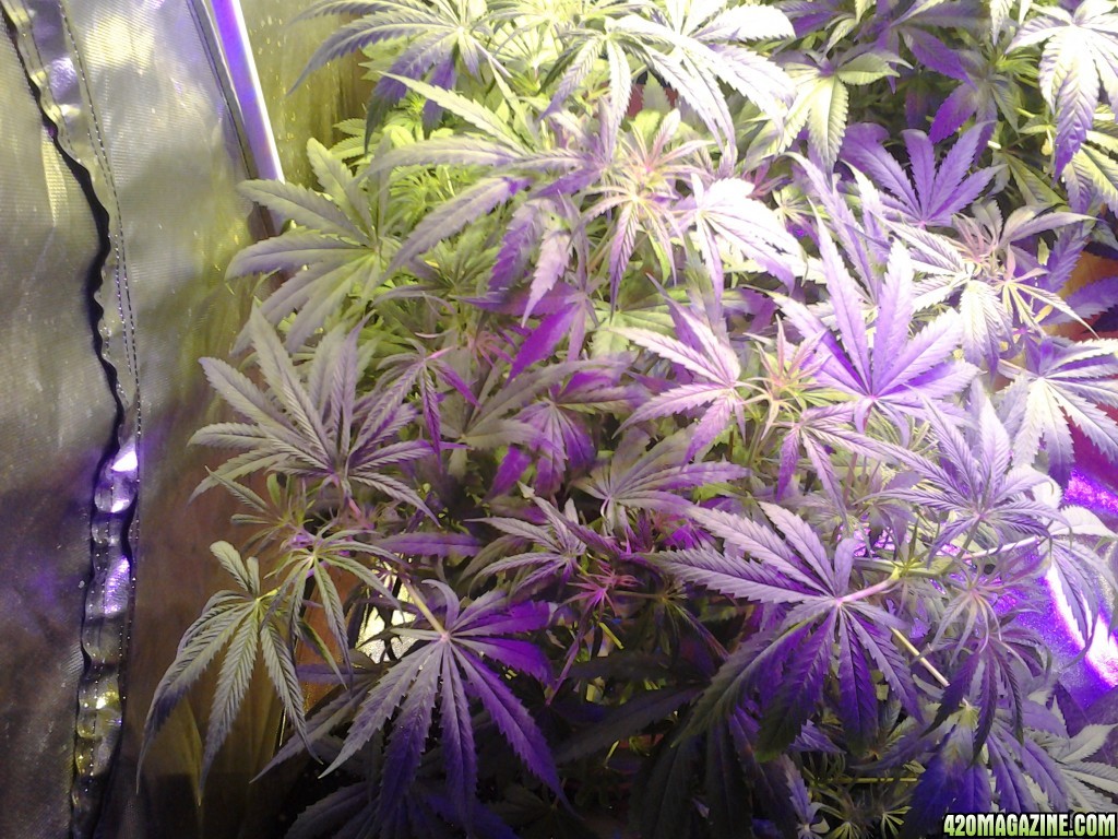 Plants  5 days in flower