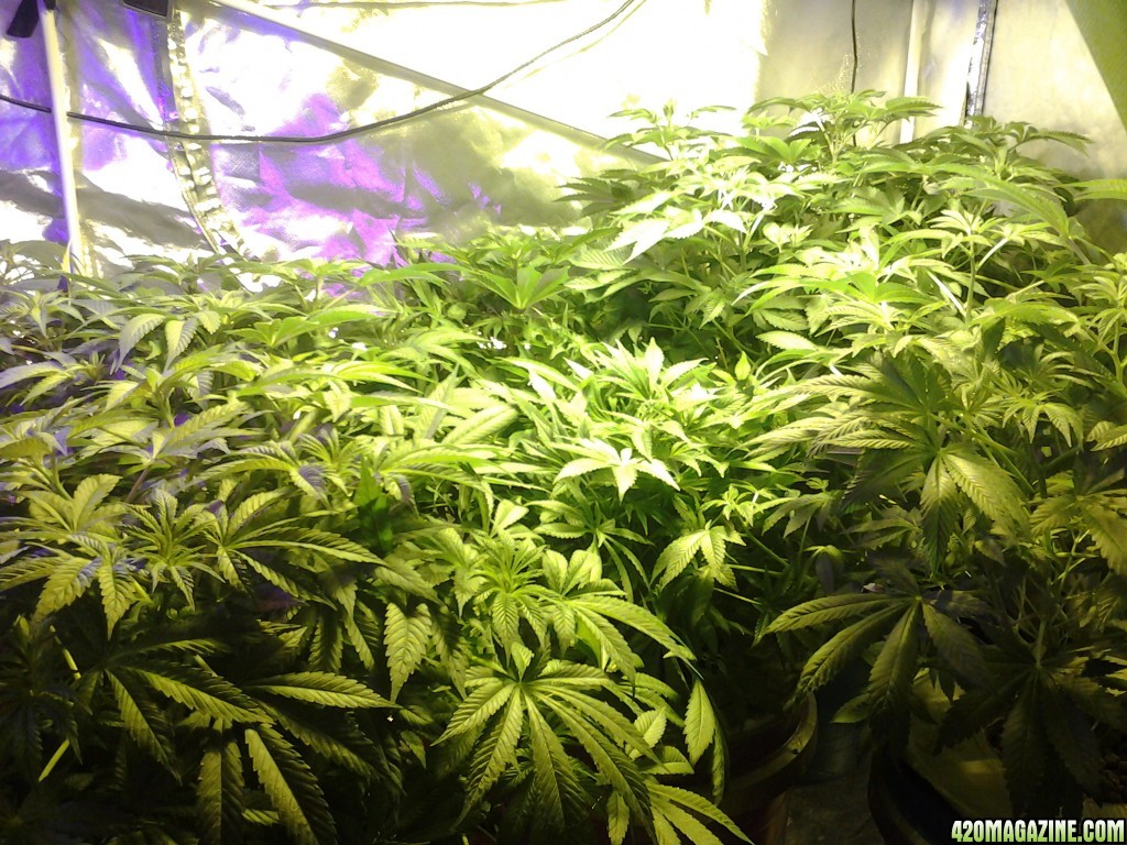 Plants  5 days in flower