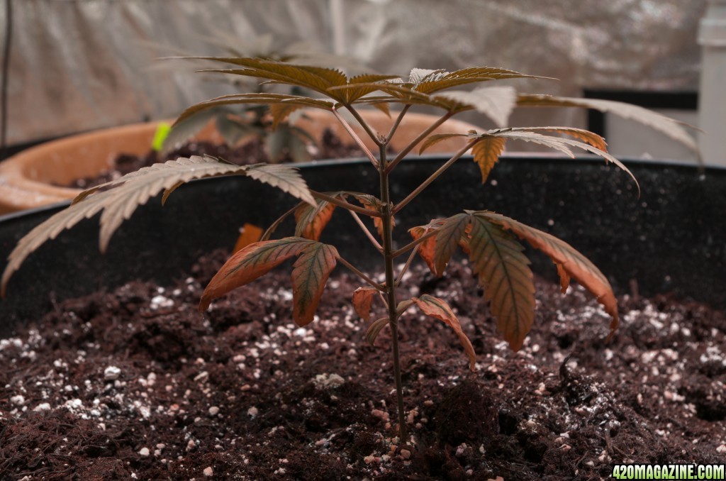 Plants after topping in the light room