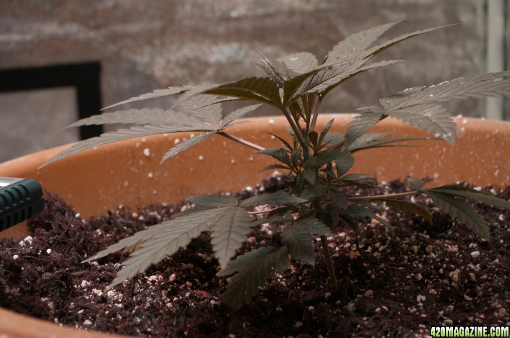 Plants after topping in the light room