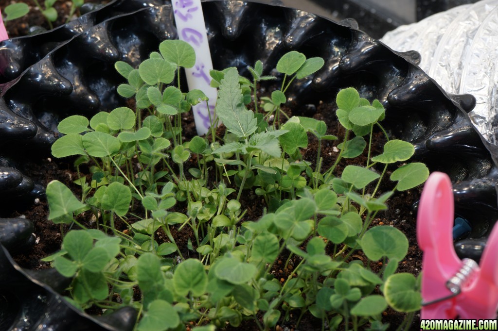 plants and seedlings