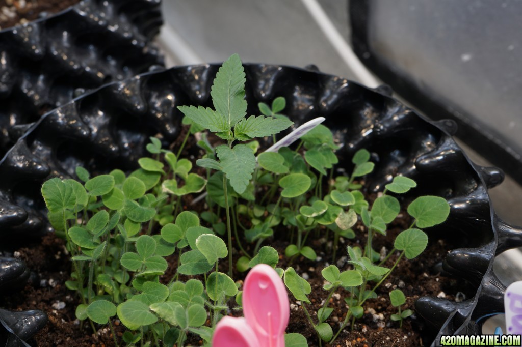 plants and seedlings