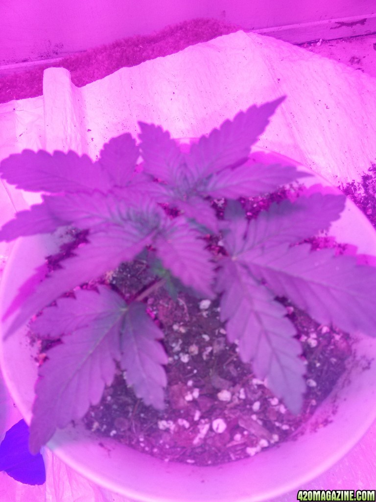 plants at the end of week 2 from seed (first grow)