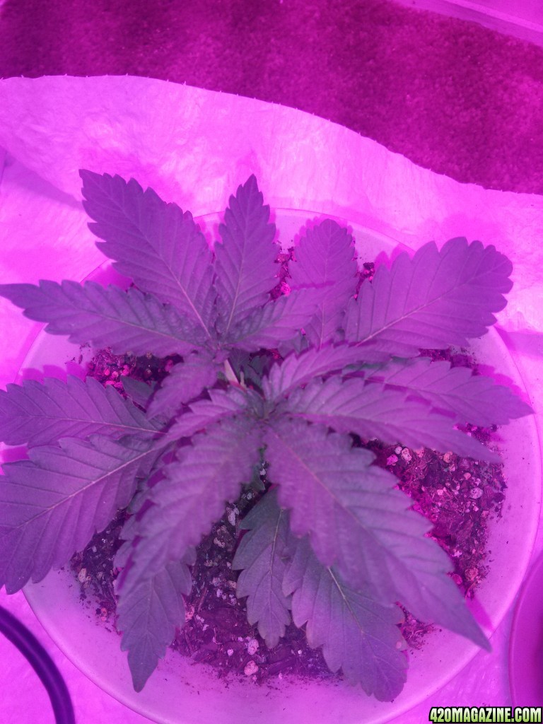 plants at the end of week 2 from seed (first grow)