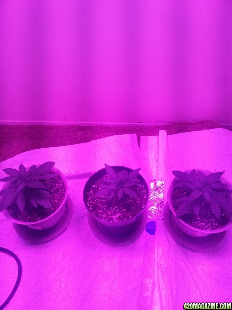 plants at the end of week 2 from seed (first grow)