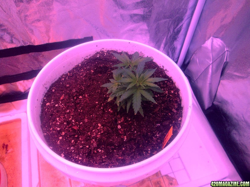 Plants switched from CFL to LED