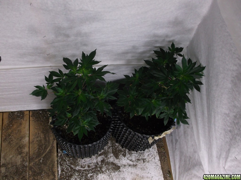 Plants to Clone