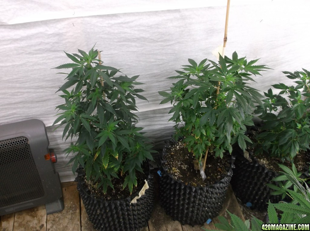 Plants to Clone