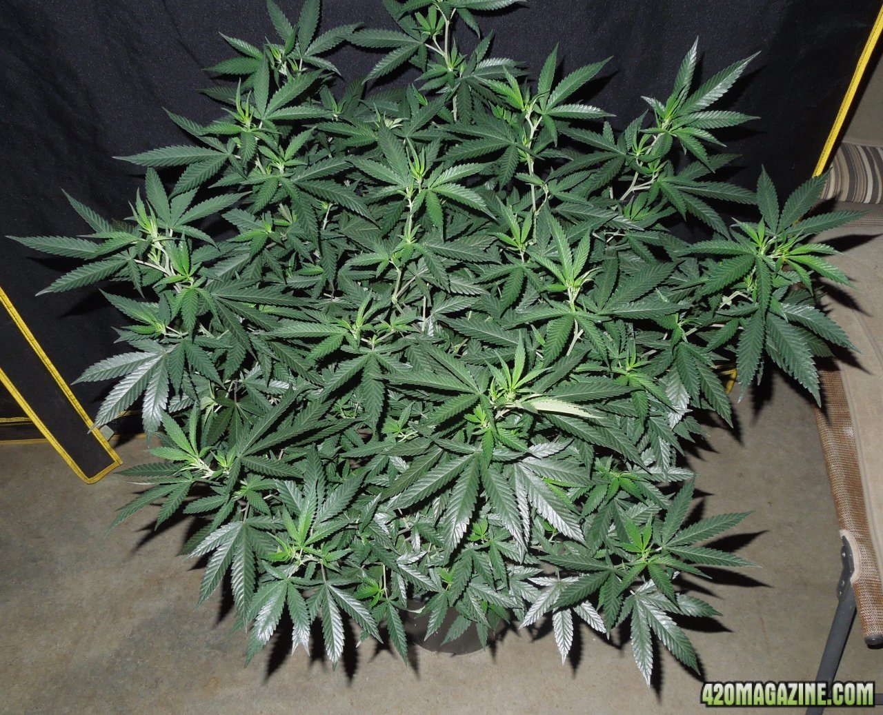 Plat gorilla in 5 gal pre transplant canopy.jpg