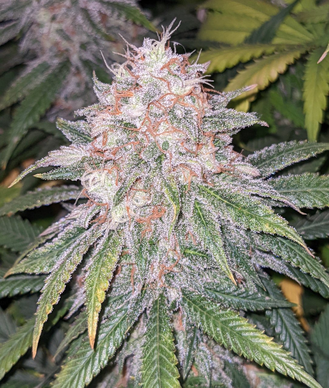 Platinum Cookies