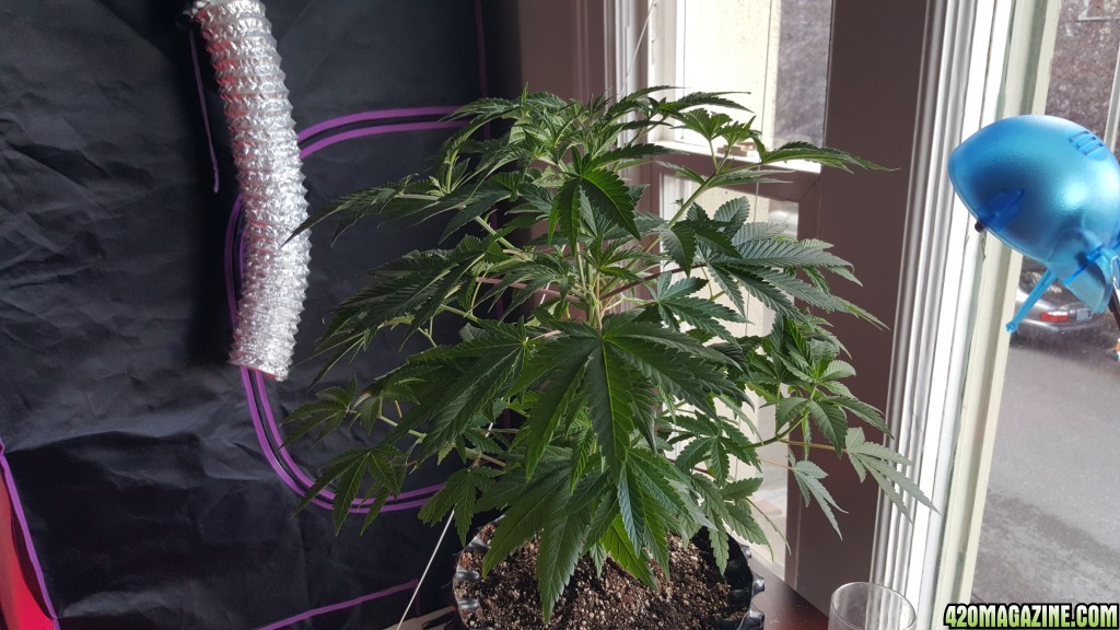 Platinum Girl Scout Cookies Day 48V