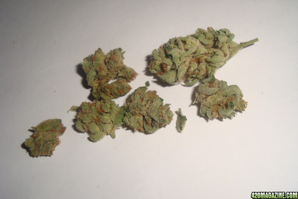 Platinum Master Kush 4-19-09