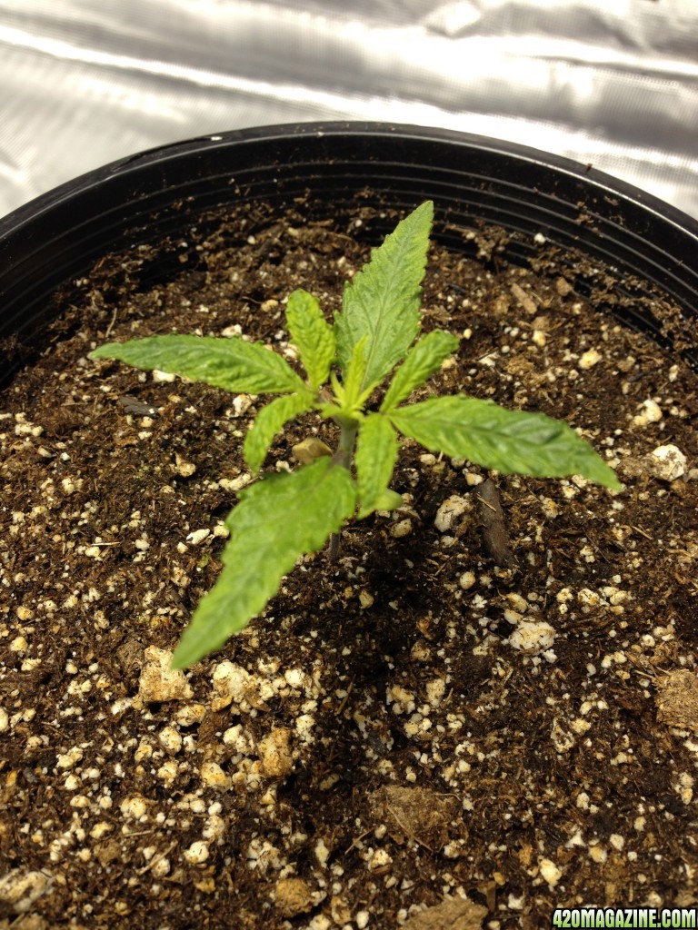 please help first time grower