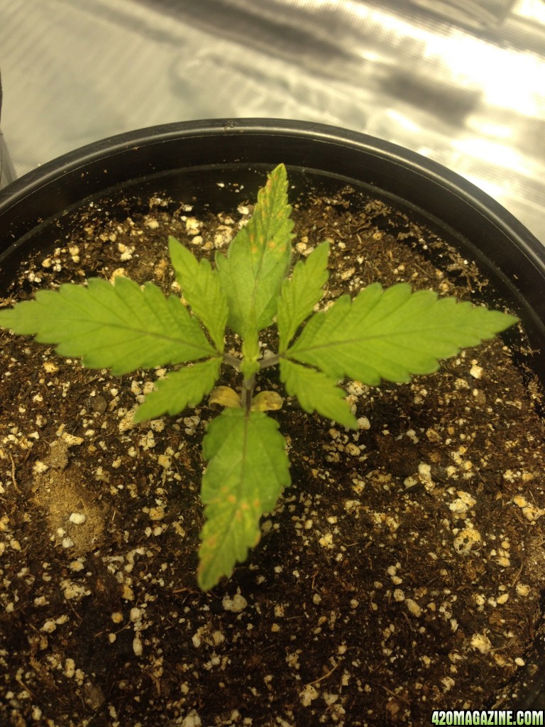 please help first time grower