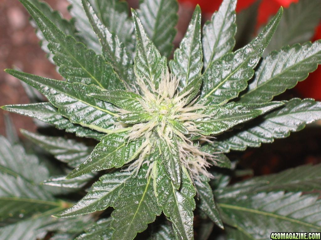 Poison berry cola shot day 28 of 12/12