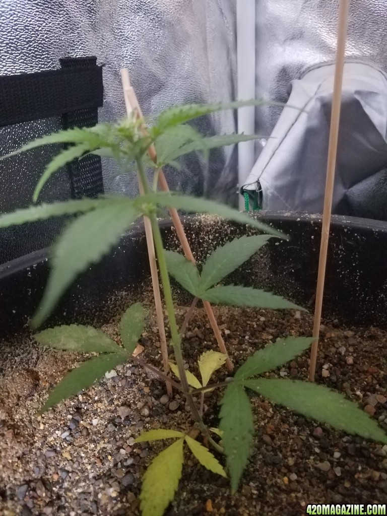 Polar Express at 41 days from sprouting.