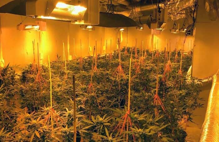 Police Bust Indoor Grow - Hall County MANS