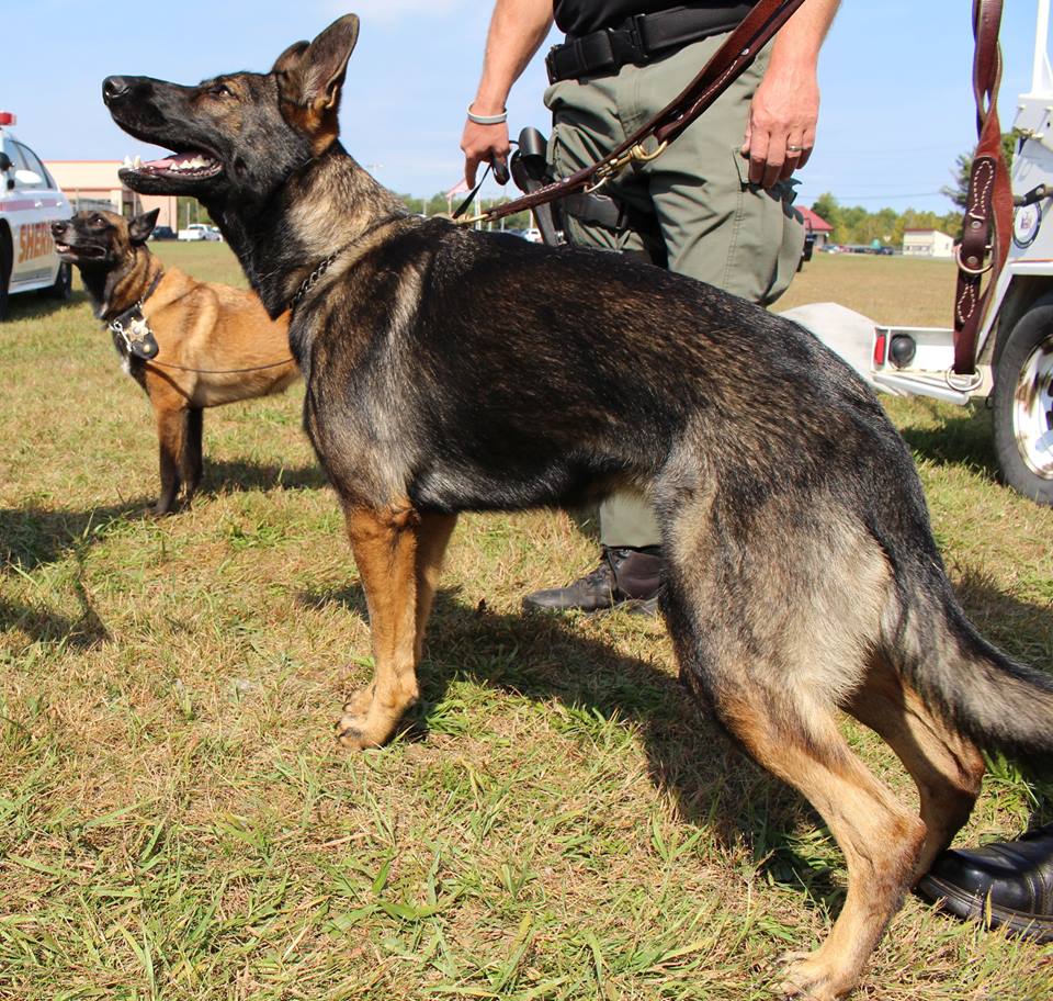 Police Dog - Saratoga County Sheriff's Office