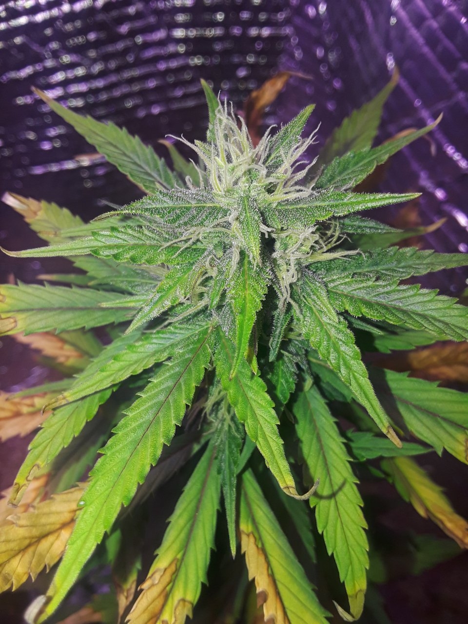 Pollinated Devil's Pitchfork F2 auto