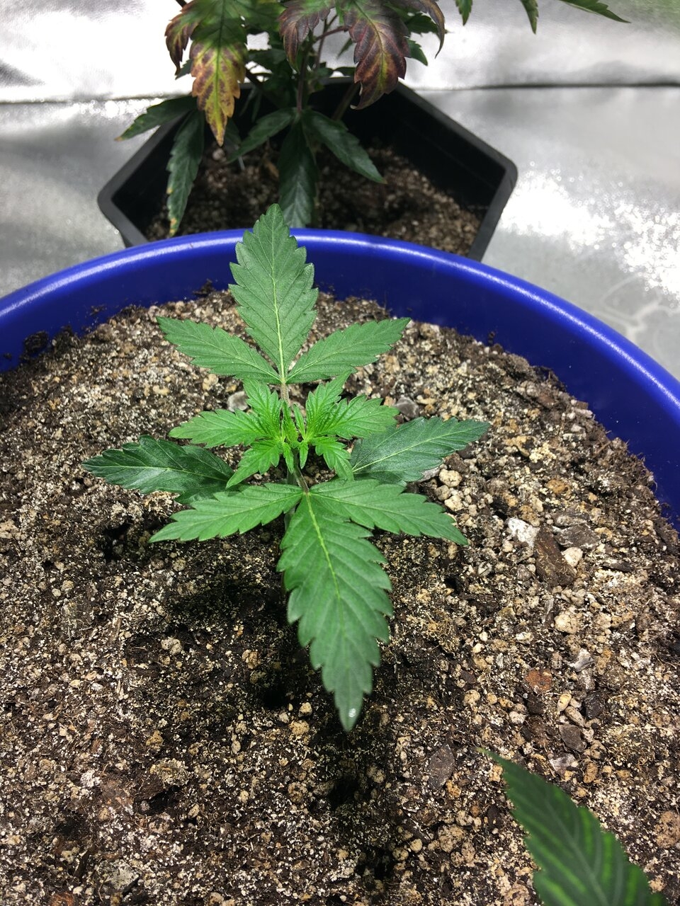 Pomelo auto