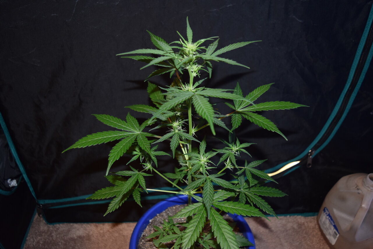 Pomelo auto