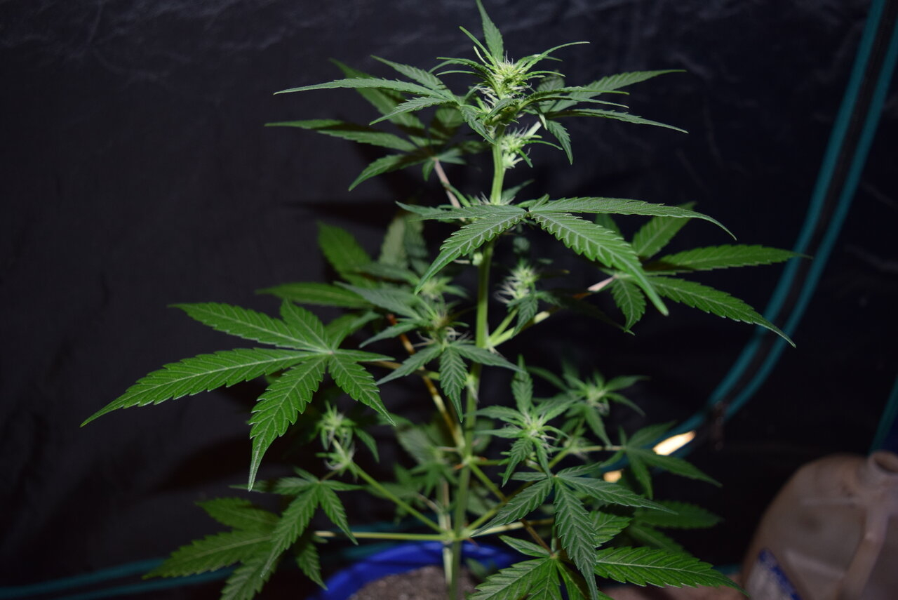 Pomelo auto