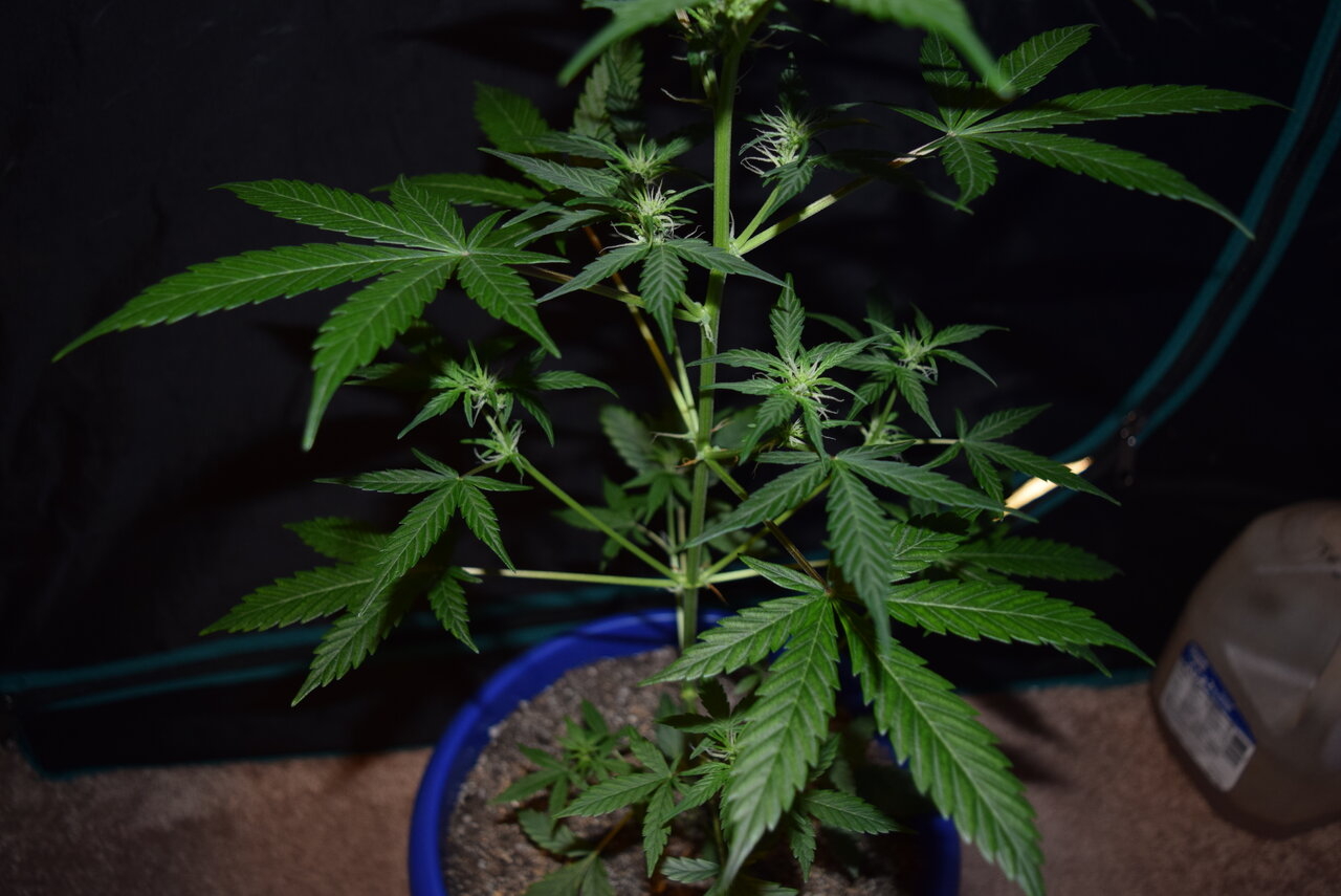 Pomelo auto