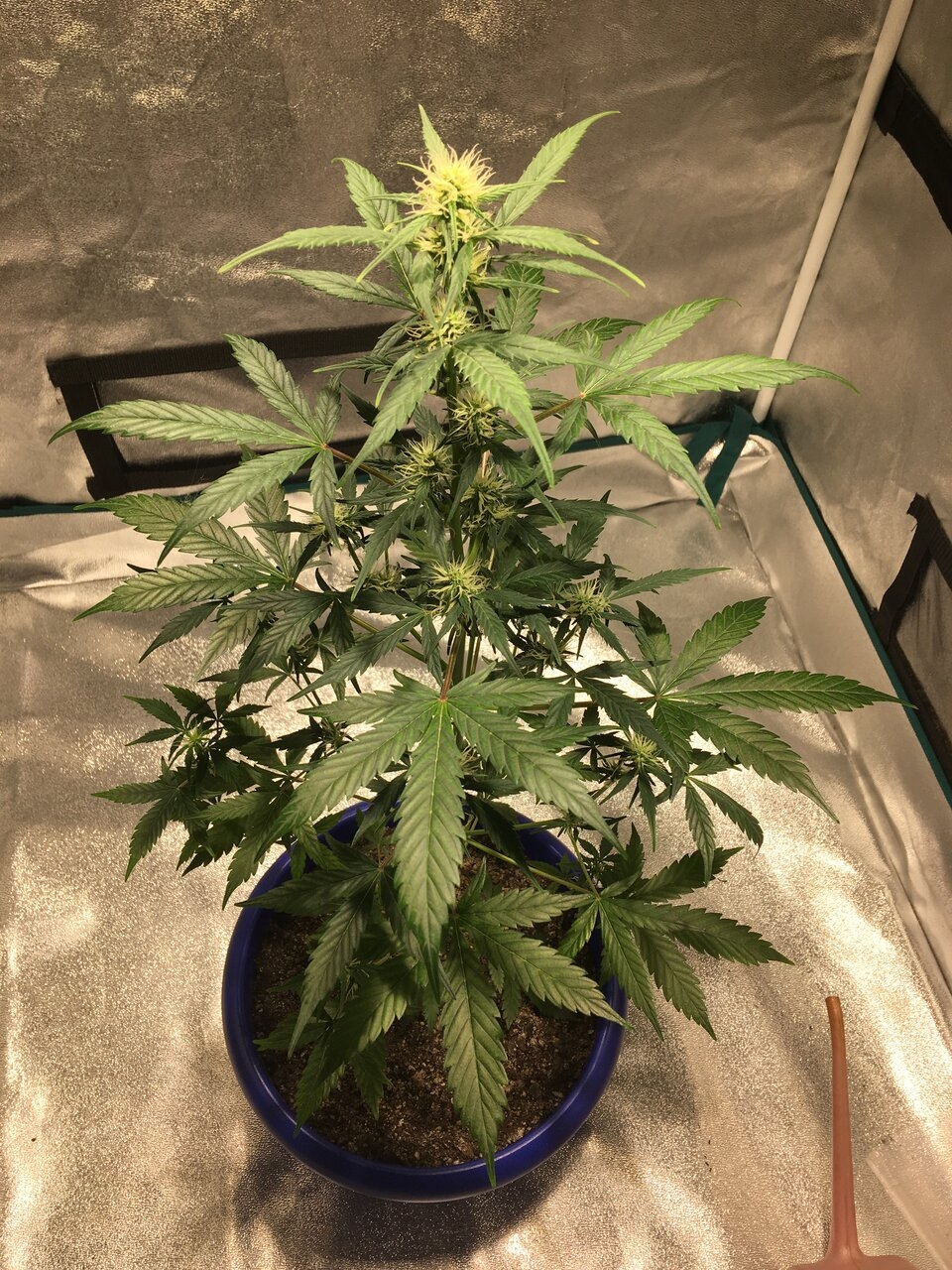 Pomelo auto