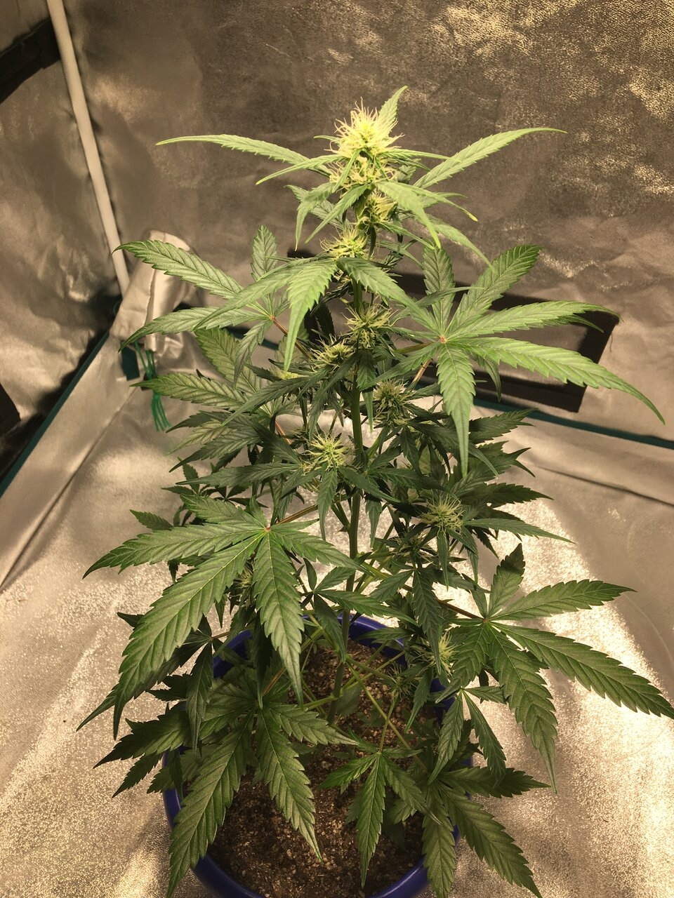 Pomelo auto