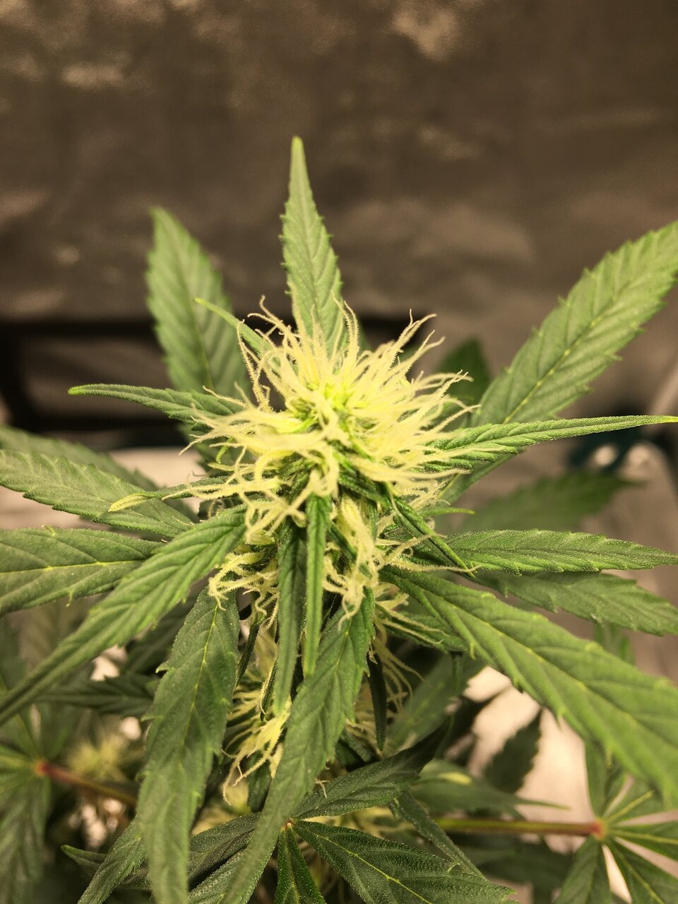 Pomelo auto