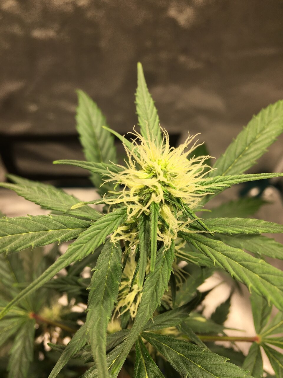 Pomelo auto