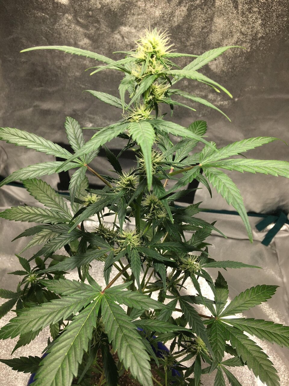 Pomelo auto