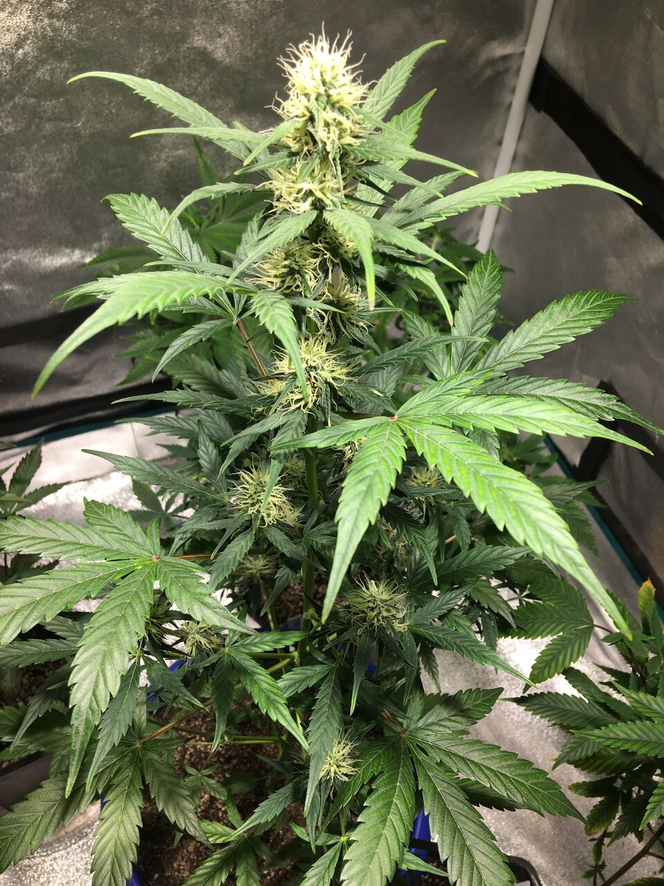 Pomelo auto