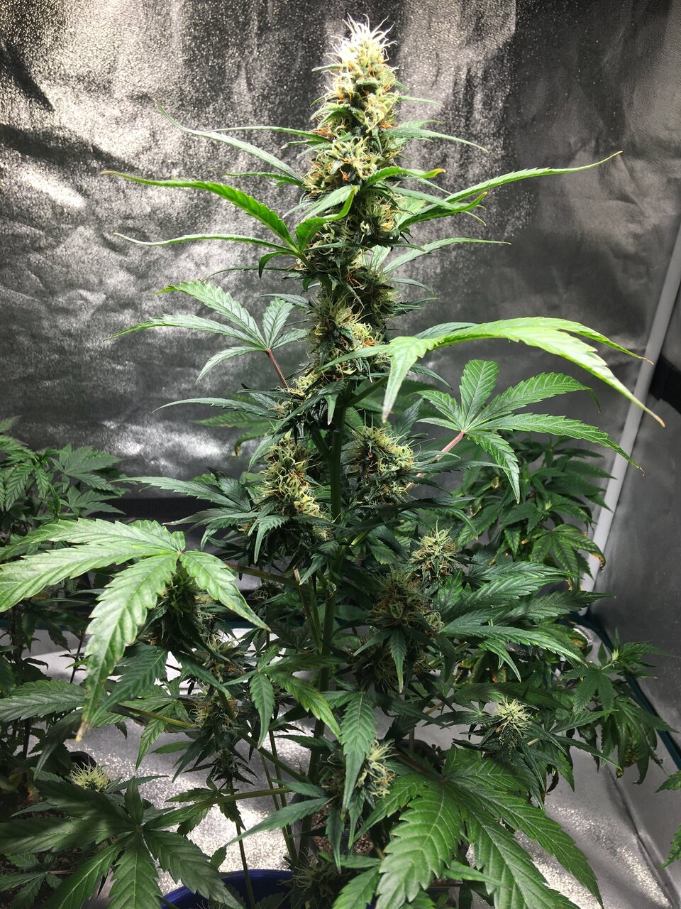 Pomelo auto