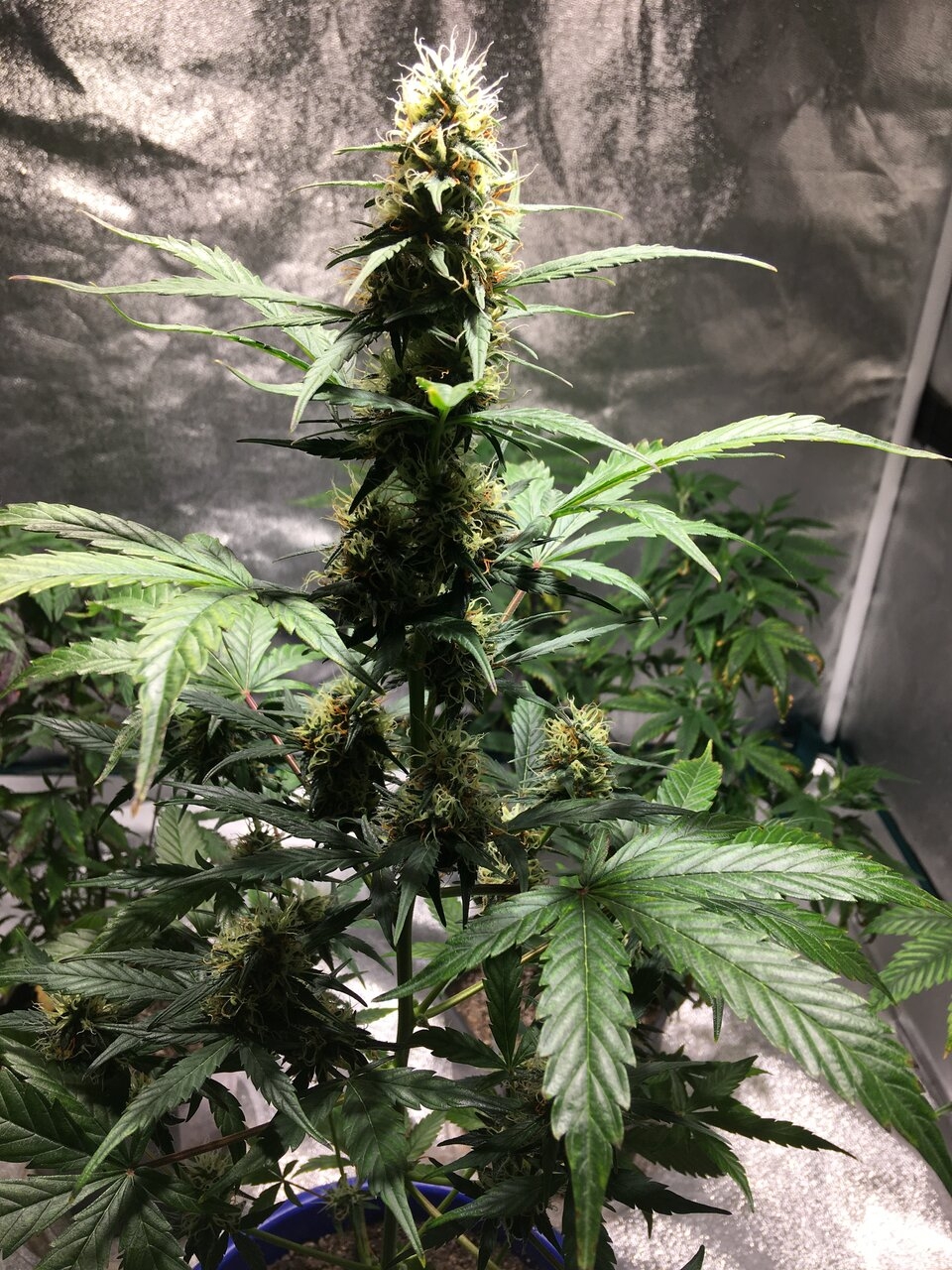 Pomelo auto